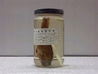 藏品(花斑刺鰓鮨)的圖片